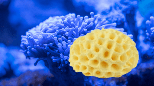 Natural Sea Sponge