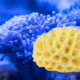 Natural Sea Sponge